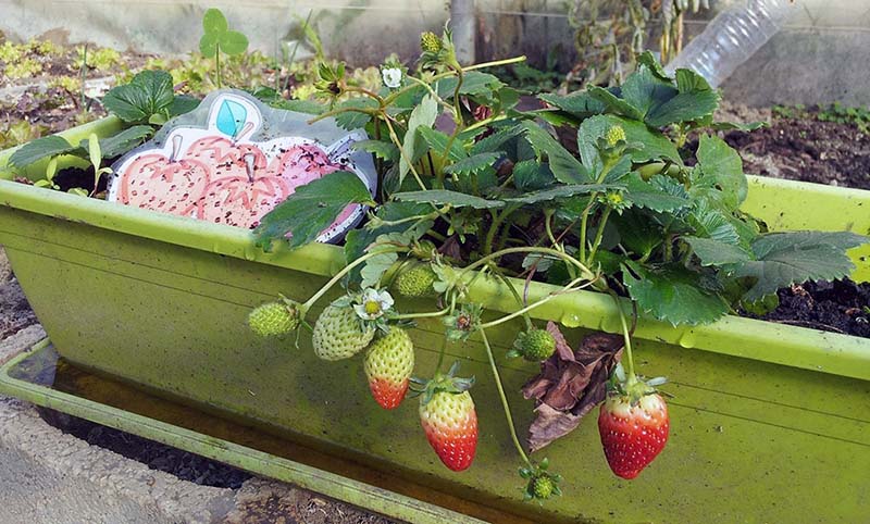 Fresas en un huerto urbano